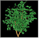3D Bush 3D Model Preview #5dab1388