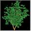 3D Bush