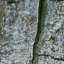 Bark