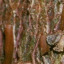 Bark