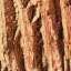 Bark