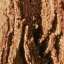 Bark