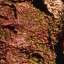 Bark