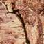 Bark