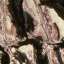 Bark
