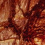 Bark