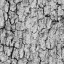 Bark