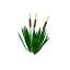 Bulrush