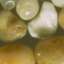 Stone