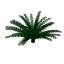 Palm