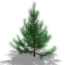 pinus-nigra- 3d 3D Model Preview #8911e380
