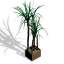 Palm