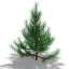 Fir-tree