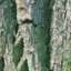 Bark