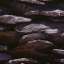 Stones