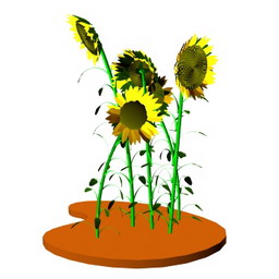 sunflower - 3D Model Preview #6edf3b1e