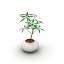 Pot