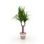Yucca
