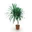Palm