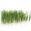 Grass