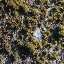 Moss
