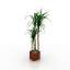Palm