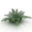 Fern