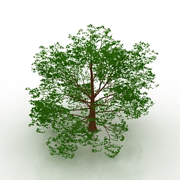 tree american beech 3D Model Preview #6cd83052