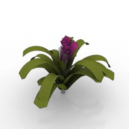 guzmania 2 3D Model Preview #5970f12b