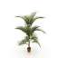 Palm
