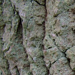Bark