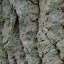 Bark