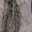 Bark