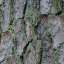 Bark