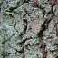 Bark