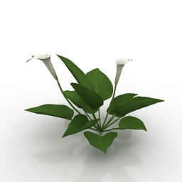 flower calla 3D Model Preview #5487c3d6