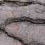 Bark