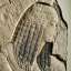 Relief
