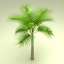 Palm Tree