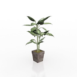 ficus 3D Model Preview #6cb2590f