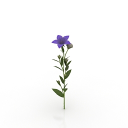 flower - kikyou 3D Model Preview #6b274a14