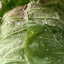 Cabbage