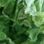 Cabbage