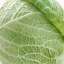 Cabbage