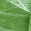 Cabbage