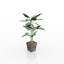 Ficus