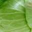 Cabbage