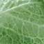Cabbage