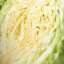 Cabbage