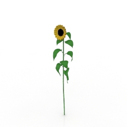 sunflower 3D Model Preview #4bf42650
